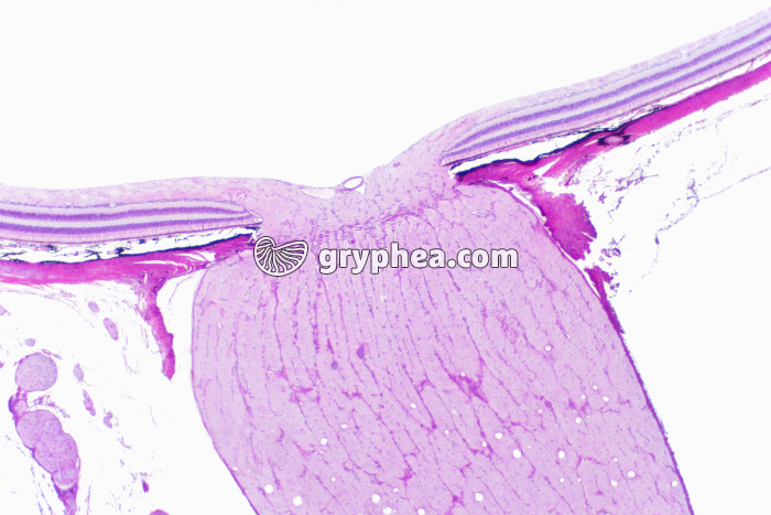 Point de départ du nerf optique x10 - gryphea.com